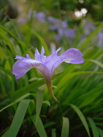 ヒメシャガ（Iris gracilipes A. Gray）
