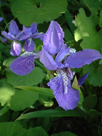 イチハツ（Iris tectorum Maxim.）