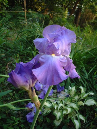 ドイツアヤメ（Iris germanica L.）