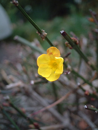 オウバイ（Jasminum nudiflorum Lindl.）