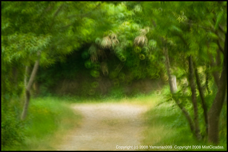 path through a forest 1