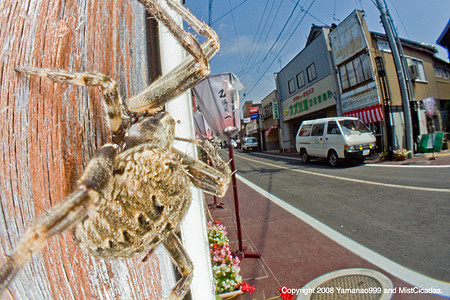 飯田町商店街の蜘蛛