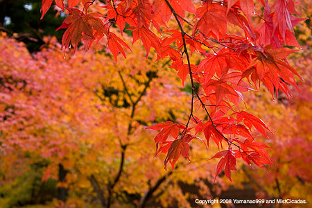紅葉風景 2008_2