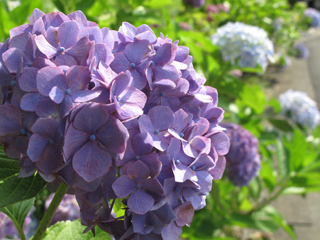 IMG_4710 ajisai (4)