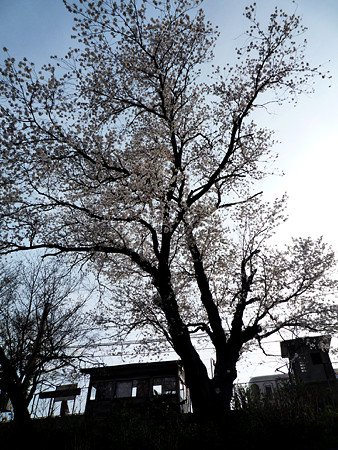 桜08善光寺駅