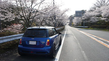 修善寺の桜並木