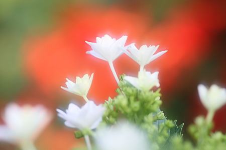 紫陽花：墨田の花火