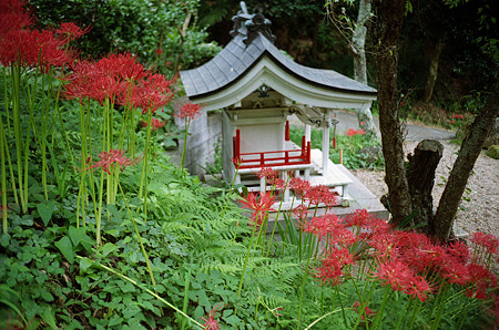 Image0138 （RICOH HI-COLOR 35S）