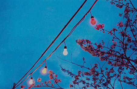 夜桜（Nikomat FTn）