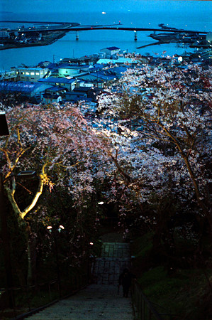 夜桜（Nikomat FTn）