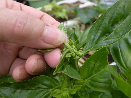 バジル栽培 種 バジルシード の採り方 採種 方法 暇人主婦の家庭菜園 楽天ブログ