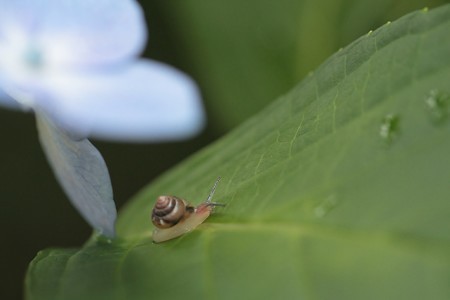 カタツムリのお散歩
