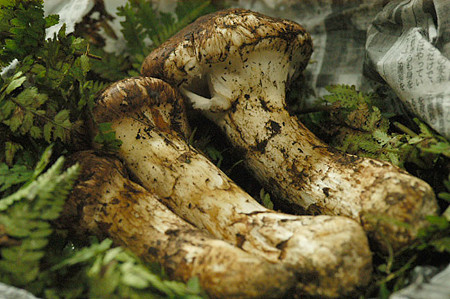 matsutake1