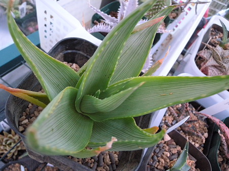 Aloe ibitensis