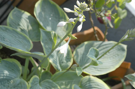 hosta
