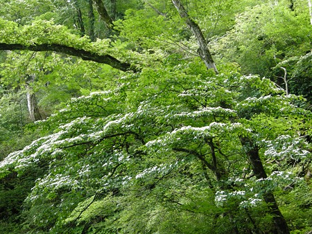 山ぼうし