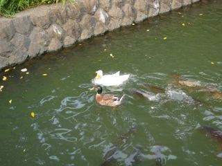 追い掛け回される