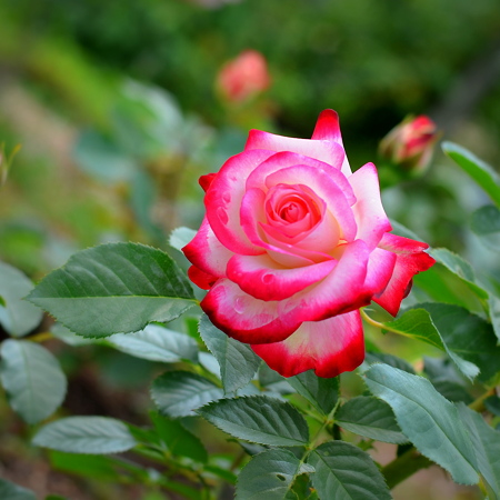 Spiral of Roses(10)