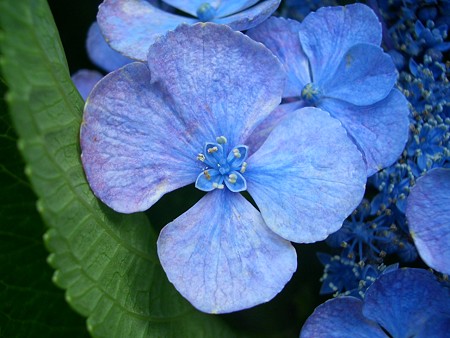 紫陽花の開花