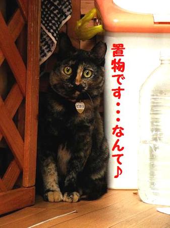置物?かくれんぼ?ピカリ