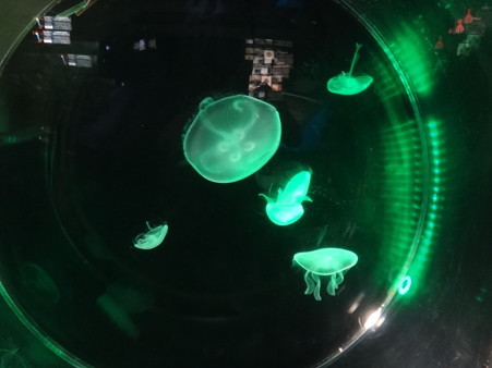 クラゲ