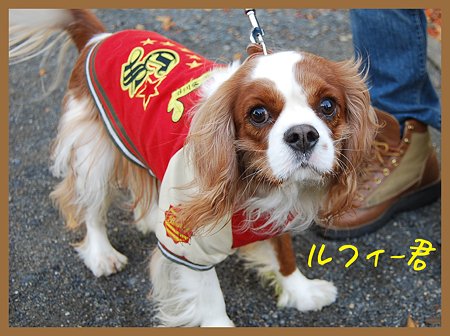 ルフィー君