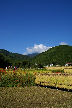 彼岸花のある風景9 日向薬師