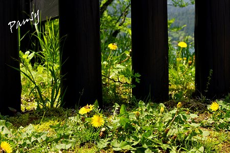 箱根関所に咲くたんぽぽ・・