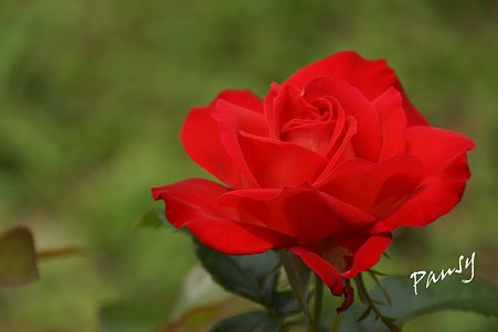 rose garden..14