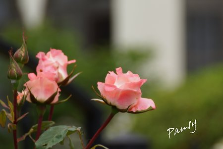 rose garden..16