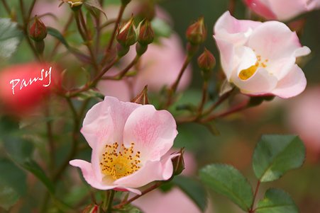 rose garden..18