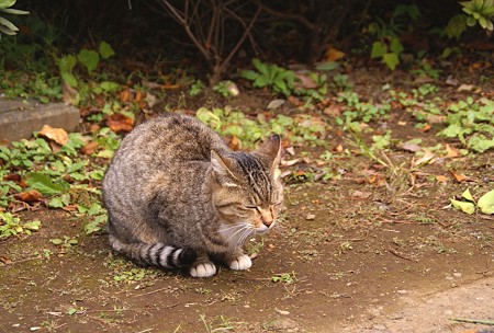 谷中の猫さん・・2