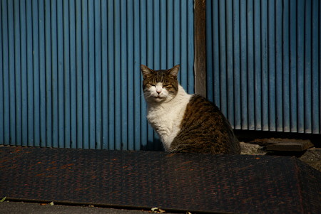 谷中の猫さん・・3