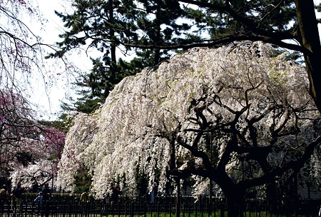 京都 しだれ三昧 5