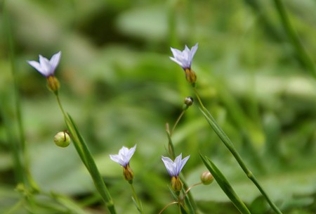 小さな小さな・・庭石菖(ニワゼキショウ)のつぼみ
