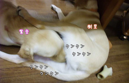 かぎすぎ
