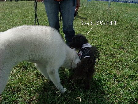 ビビル