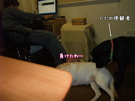 負けた・・・