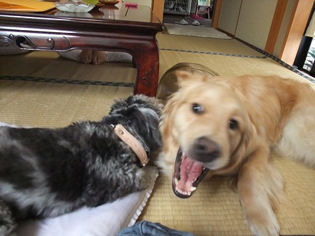 また開始・・・(汗)