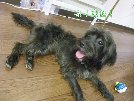 紫音が来た