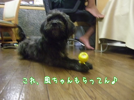 風ちゃんの