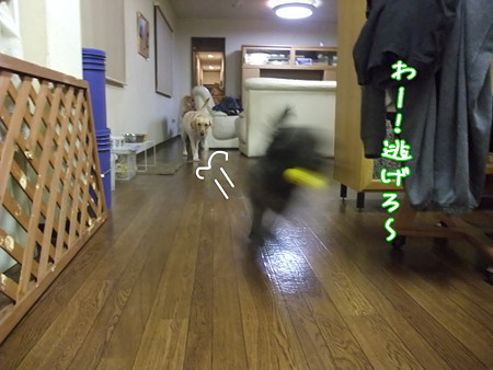 わ~、逃げろ!