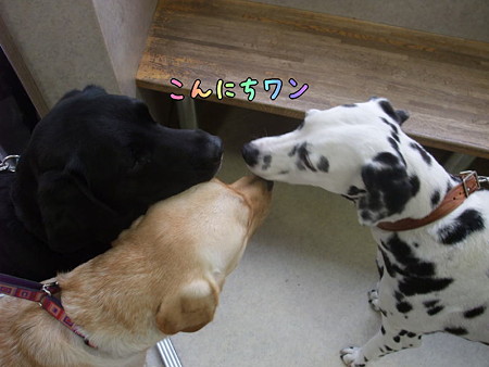 こんにちワン