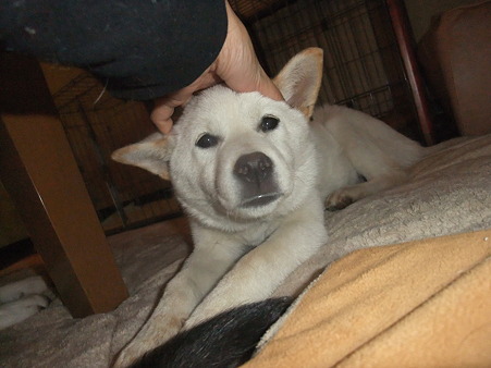普通の可愛い仔犬になりつつあるよ