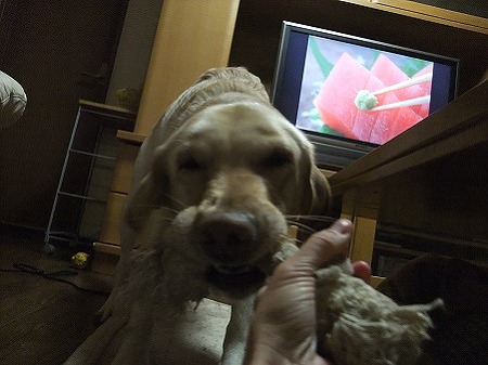 大型犬との引っ張り合いは