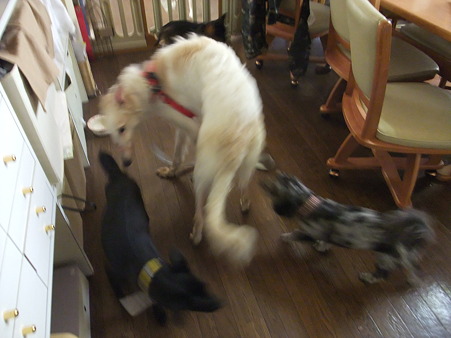 チビ軍団とも挨拶