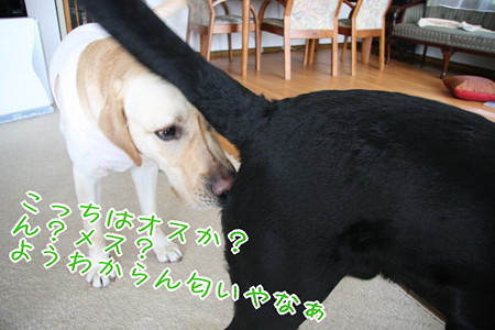 オスかメスか?