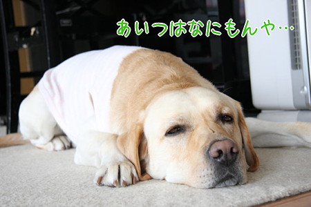 なにもん?!