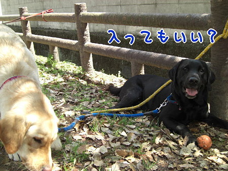 入ってもいい?
