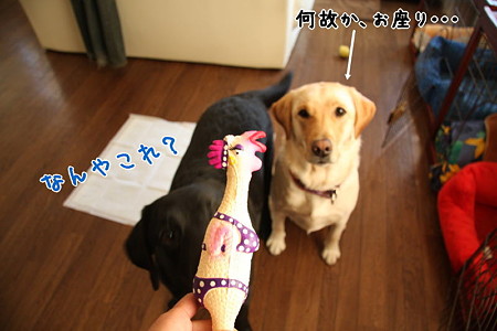 なんやこれ
